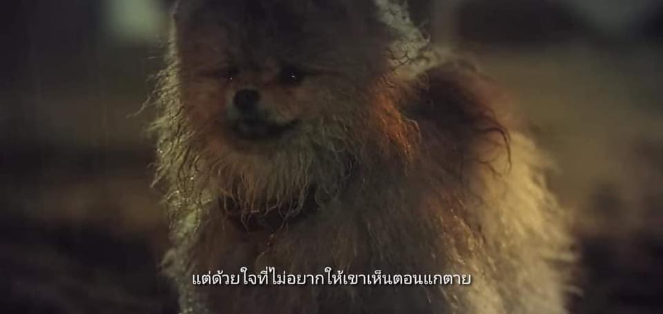 nyreview2's tweet photo. #tomorrow the best of the best บทดีมาก น้ำตาไหลยันตีนอีเวน ตอนน้องหมานี่คือดีมากหมาก็คิดฆ่าตัวตายได้ น้องไม่อยากให้เจ้าของเศร้าเลยหนีออกจากบ้านเพื่อที่จะได้ไม่เป็นภาระออกมาตายคนเดียว โอ้ยน้ำตาไหลไม่ไหวแล้วขนาดน้องพูดไม่ได้ #รีวิวnetflix #รีวิวซีรี่ย์เกาหลี #ไว้รีวิวห้ามขายของโว้ย https://t.co/DktI4JpdrC