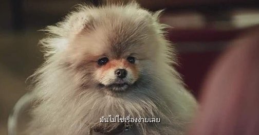 nyreview2's tweet photo. #tomorrow the best of the best บทดีมาก น้ำตาไหลยันตีนอีเวน ตอนน้องหมานี่คือดีมากหมาก็คิดฆ่าตัวตายได้ น้องไม่อยากให้เจ้าของเศร้าเลยหนีออกจากบ้านเพื่อที่จะได้ไม่เป็นภาระออกมาตายคนเดียว โอ้ยน้ำตาไหลไม่ไหวแล้วขนาดน้องพูดไม่ได้ #รีวิวnetflix #รีวิวซีรี่ย์เกาหลี #ไว้รีวิวห้ามขายของโว้ย https://t.co/DktI4JpdrC