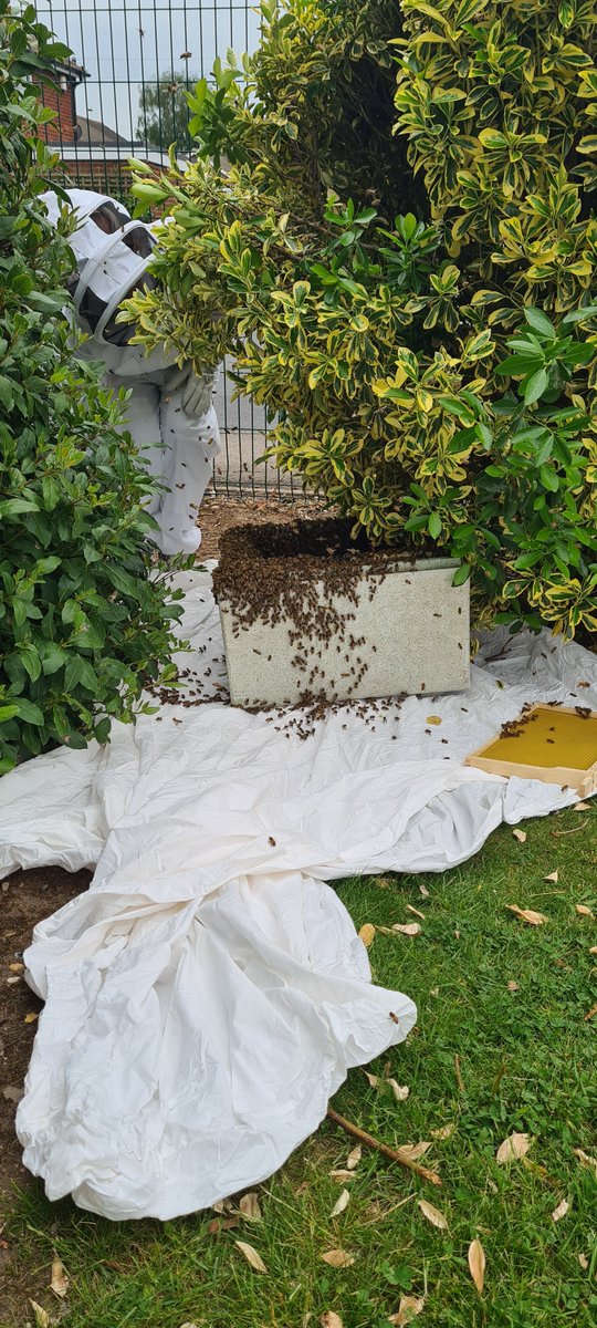 MrsdebT33's tweet photo. Not how I expected to spend a Sunday, helping remove a swarm of bees at school! https://t.co/kZKuYWRgRC
