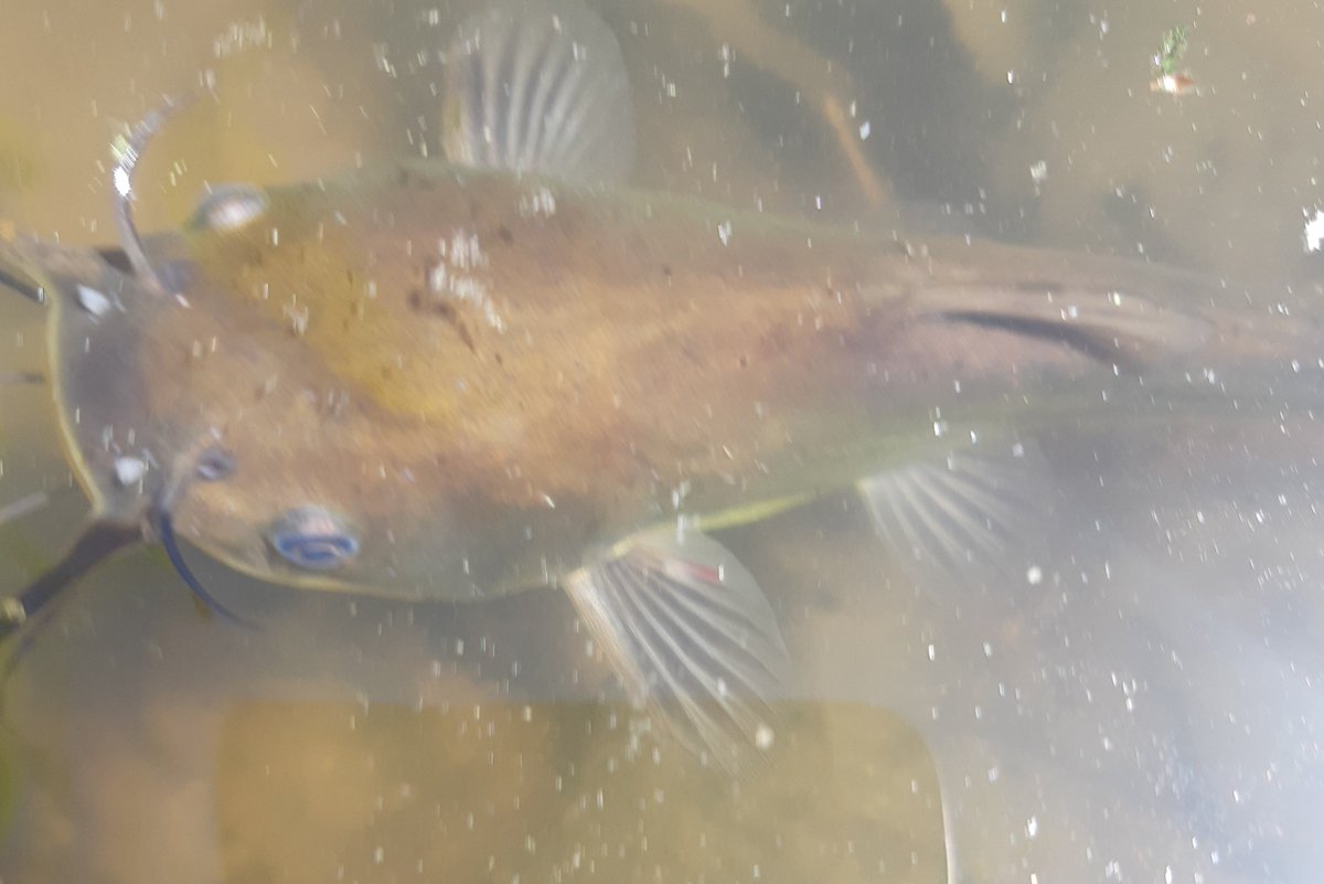 Meeeow   #catfish #outdooreducation #fish