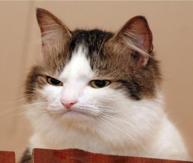 When even your stern face is too cute for words 
#haminals <a href="/MarkHamill/">Mark Hamill</a>