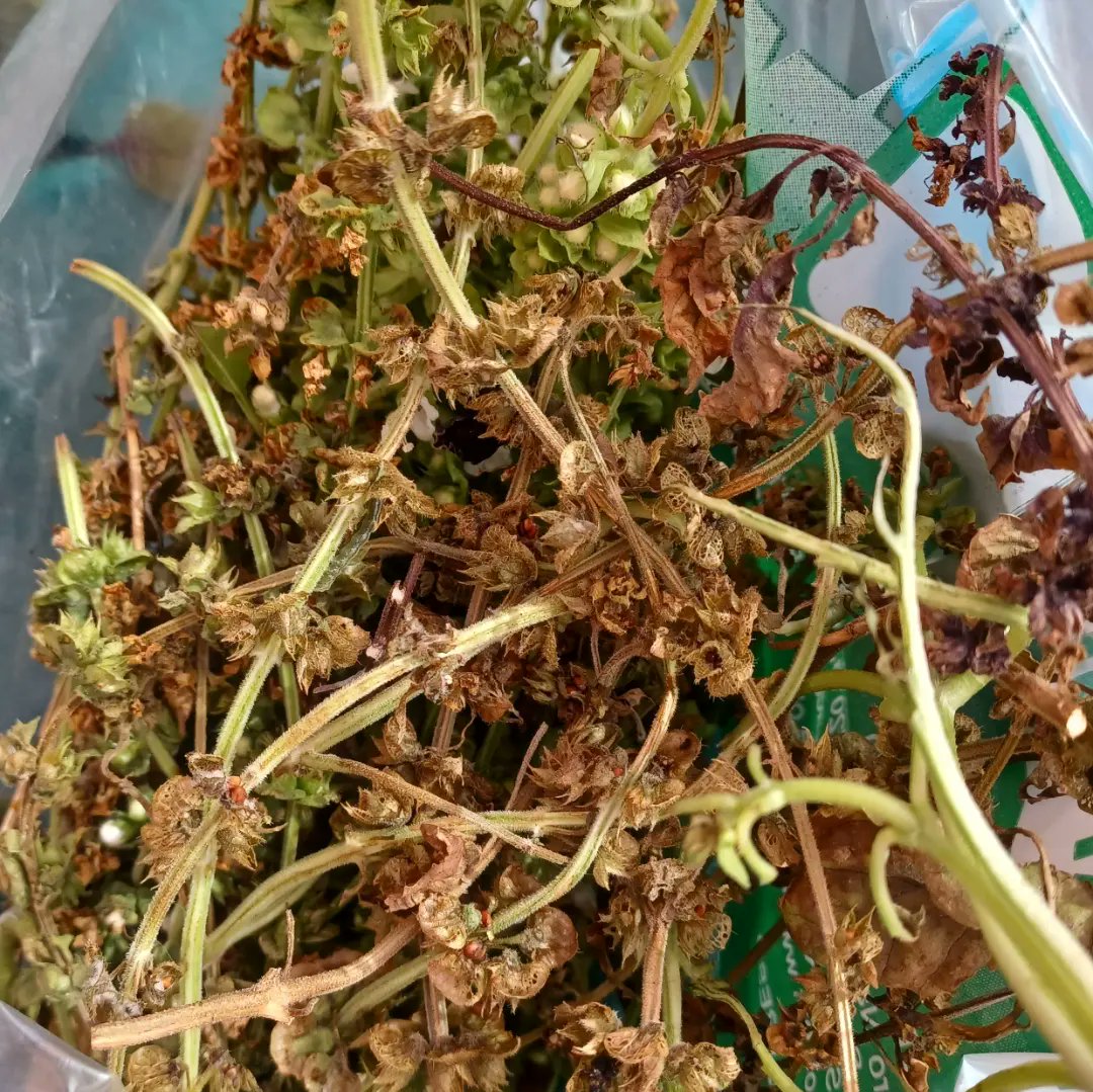 LaQuinta_Spa's tweet photo. 🤷♀️¿De donde salen nuestras semillas?
Todas germinadas en nuestro invernadero #hidropónico en azotea urbana de #Iquique #techoverde
Semillas de albahaca morada, albahaca anís, y lechuga morada, reina mayo, lollo rossa. https://t.co/bIUfu8NRNe