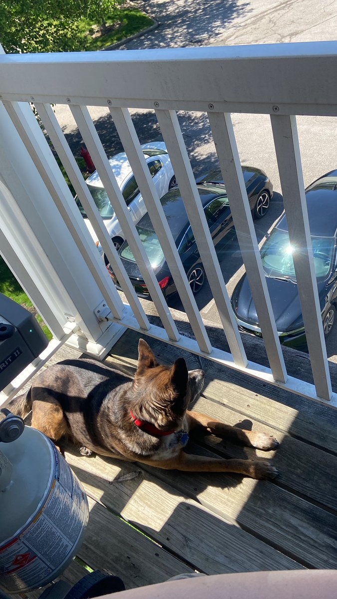 QUINNSANITY14's tweet photo. Sun spot and parking lot views. Top tier dog afternoon. @BarstoolBigCat https://t.co/epRX7vAbKH