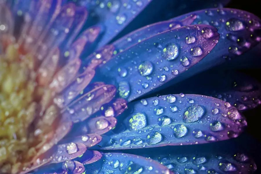 Blue Daisy #photography #daisy #flowers #waterdrops #waterdropsonflowers #GerberaDaisy #BuyIntoArt #SpringForArt #ThisSpringBuyArt Prints here, mikeandangela-murdock.pixels.com/featured/blue-…