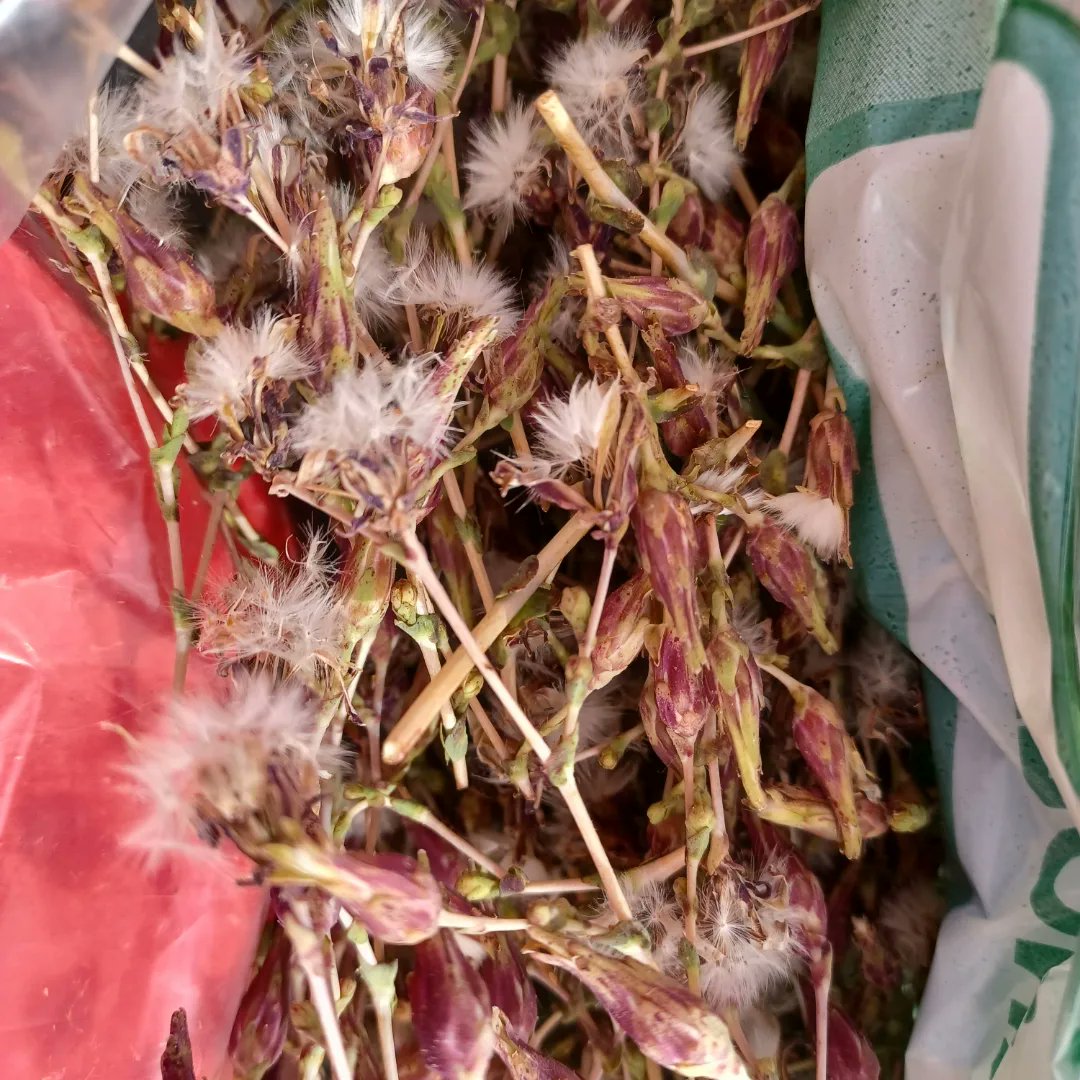 LaQuinta_Spa's tweet photo. 🤷♀️¿De donde salen nuestras semillas?
Todas germinadas en nuestro invernadero #hidropónico en azotea urbana de #Iquique #techoverde
Semillas de albahaca morada, albahaca anís, y lechuga morada, reina mayo, lollo rossa. https://t.co/bIUfu8NRNe