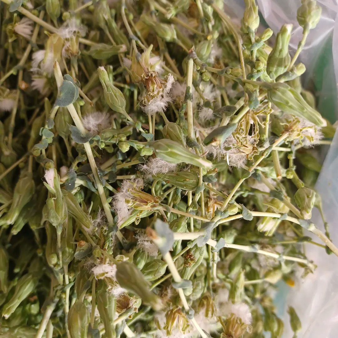 LaQuinta_Spa's tweet photo. 🤷♀️¿De donde salen nuestras semillas?
Todas germinadas en nuestro invernadero #hidropónico en azotea urbana de #Iquique #techoverde
Semillas de albahaca morada, albahaca anís, y lechuga morada, reina mayo, lollo rossa. https://t.co/bIUfu8NRNe