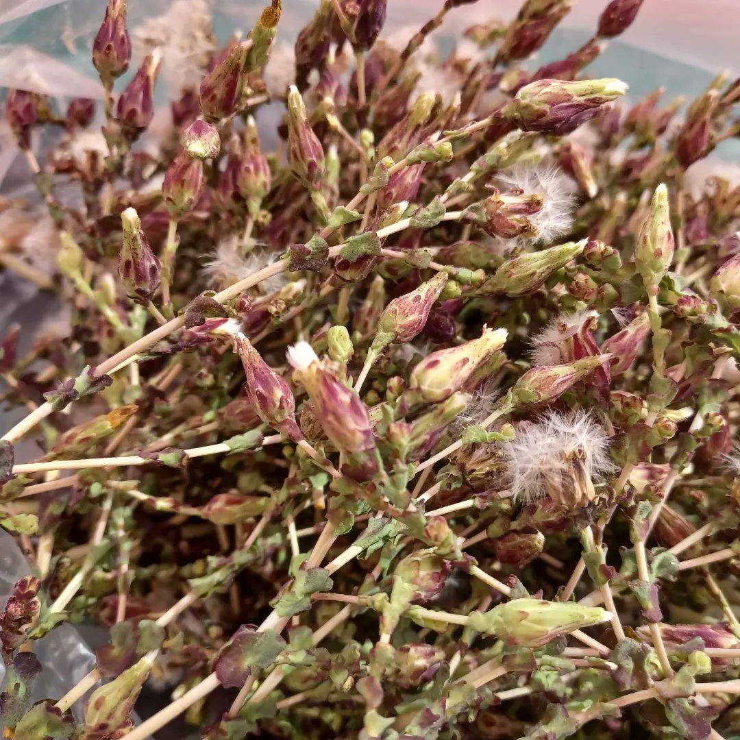LaQuinta_Spa's tweet photo. 🤷♀️¿De donde salen nuestras semillas?
Todas germinadas en nuestro invernadero #hidropónico en azotea urbana de #Iquique #techoverde
Semillas de albahaca morada, albahaca anís, y lechuga morada, reina mayo, lollo rossa. https://t.co/bIUfu8NRNe