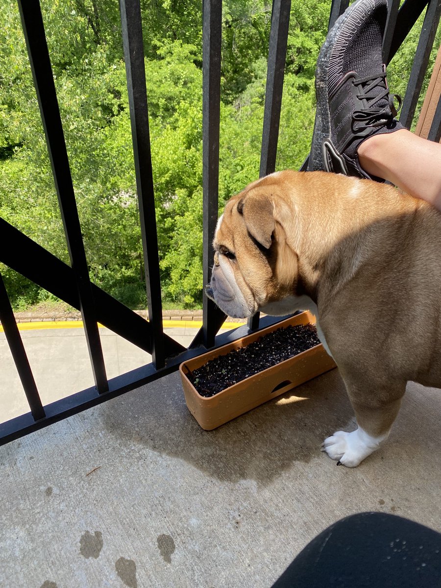 Footrest, brisket smoker assistant and guard dog.  Nothing is too much for a bulldog!