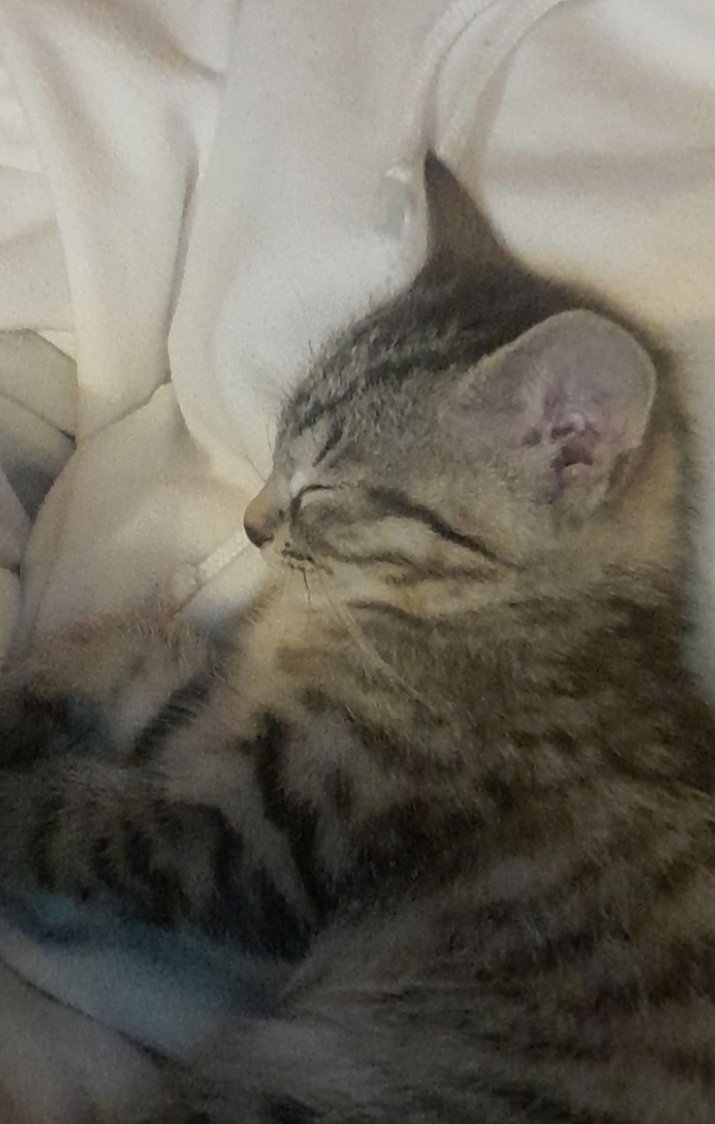 oliver🏳️‍🌈🎗//🇵🇸‼️‼️‼️ tweet media