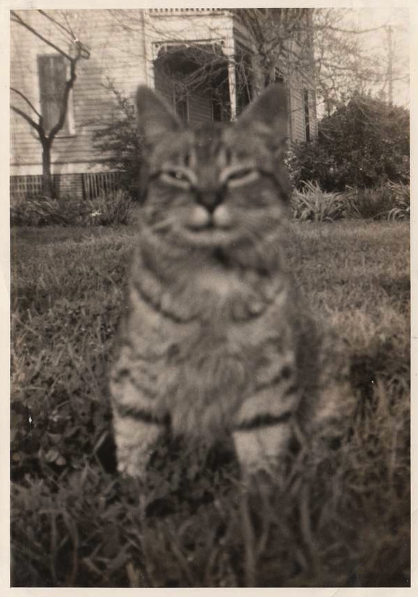 there is something inherently funny to me about vintage pet pics and i dont know why. not even the way they look just Evidence of a cat existing in the 60s is funnier than a 2022 cat 