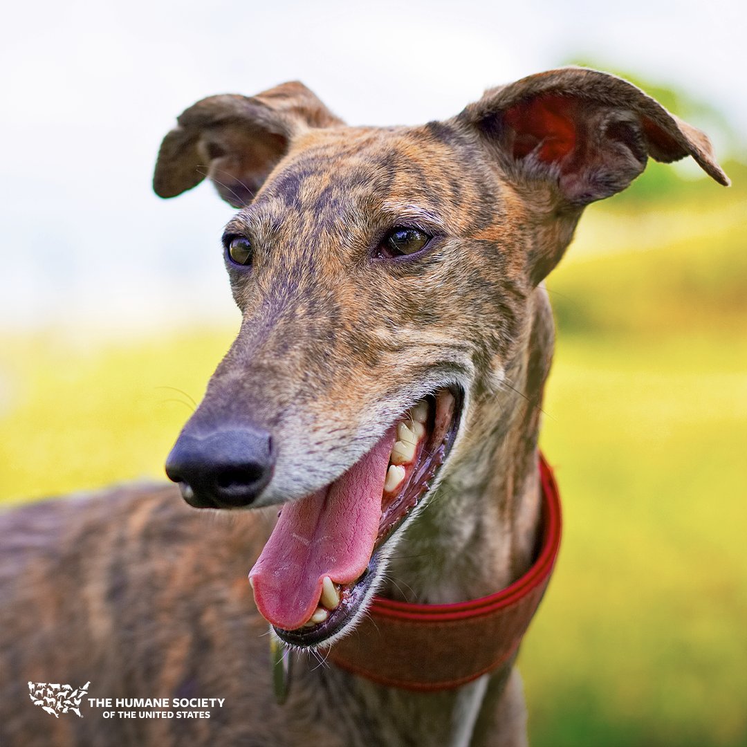 humaneworldorg's tweet photo. BREAKING: Today marks a major milestone in the fight to end Greyhound racing in the U.S. as Iowa Greyhound Park closes for good! 🙌 

Now, dogs in Iowa will no longer be forced to participate in this cruel, inhumane sport—a victory for Greyhounds we have fought long and hard for. https://t.co/m80x3Y38m1