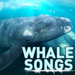 Image for the Tweet beginning: Studying whale songs. 

 