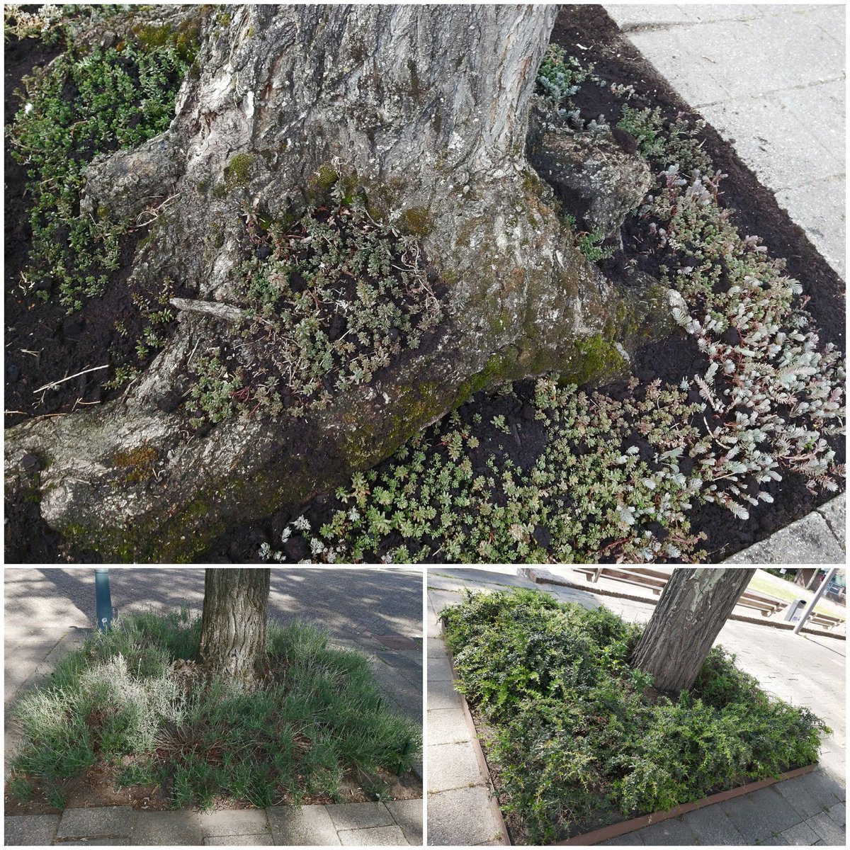 Anneke Strasters tweet media