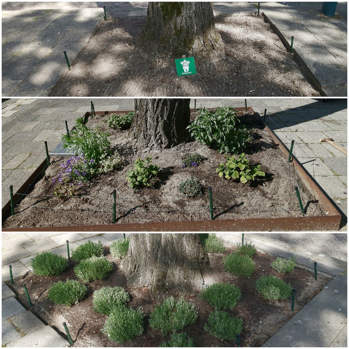 Anneke Strasters tweet media