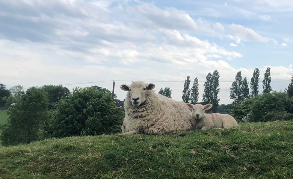 Pecka681's tweet photo. A wonderful walk from #Westfield to #Icklesham to the #Queensheadicklesham thru lots of lambs! https://t.co/OG5AO4XHbf