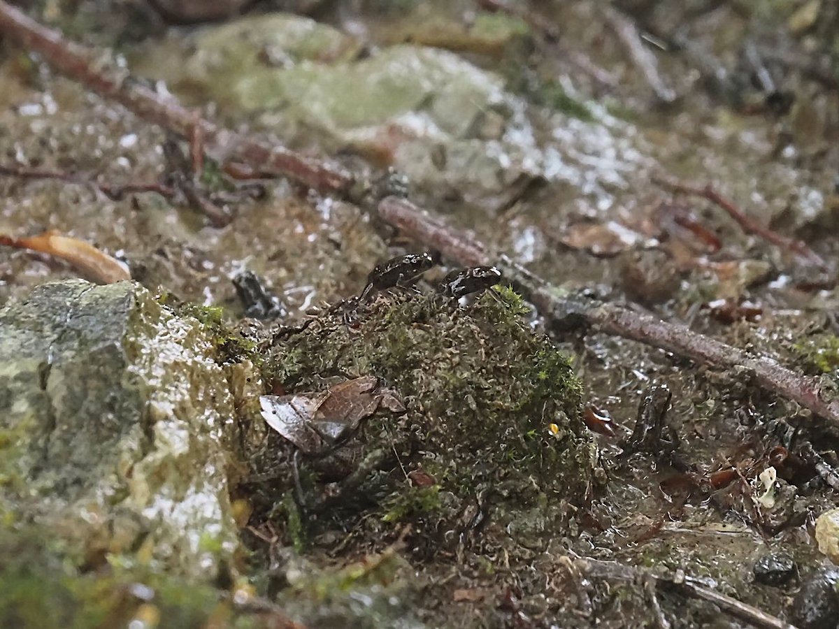 ehehe__he's tweet photo. Once They Go Into Mountains, Our Chances Of Seeing Them Will Be Drastically Reduced.
But May I See You Again.
The Skirt Of Mountain At The Valley Of A Park, Eastern-Japanese Common Toadlets. 2022/05/14.
#toad
#toadlet
2022 Other Various Frogs
https://t.co/TbL6GjZzeG https://t.co/4o0ZDojWhu