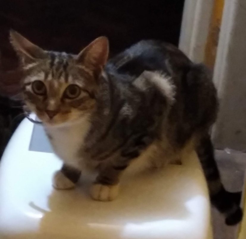 Hoy mi día empezó bastante bien, feliz por el día de la madre junto a mamá y mi familia y mis animalitos, salvo uno de ellos que venía desde hace tiempo enfermita. Me fui a fijar como se encontraba y estaba muerta. Hay que recordar todos los buenos momentos que pasamos juntos