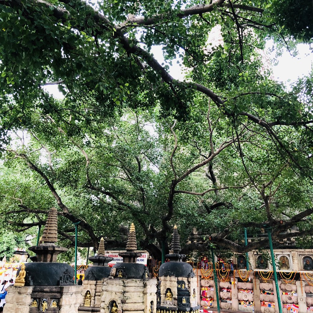 Mahabodhi Temple Bodhi Tree