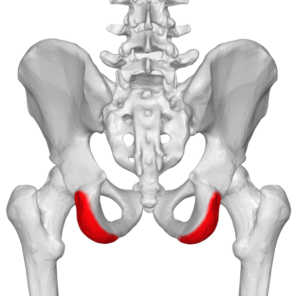 aligning_ca's tweet photo. Making sure we feel our sit bones when we sit is one of the simplest actions to take to better our overall structural health.
.
.
.
#sitbones #lowerbackpain #posteriorpelvictilt https://t.co/bzGukaWc6p