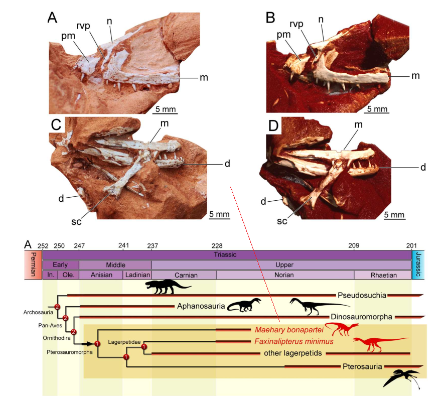 Reassessment of Faxinalipterus minimus, a purported Triassic