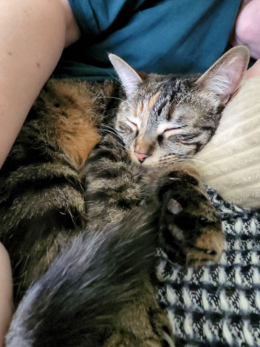 rettabee's tweet photo. @dontshowyourcat https://t.co/dDsLyvjJ5Z