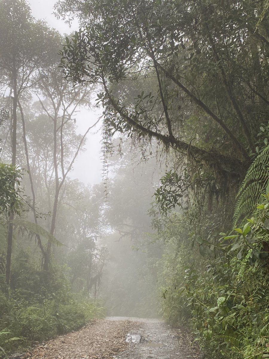 MemoGomezFoto's tweet photo. 🌳De regreso después de la expedición que me organizó @Turismometa @cormacarena por el municipio de El Calvario -Meta -Colombia por el #GlobalBigDay2022.
Encontramos una gralaria endémica para Colombia descrita no hace mucho por la ciencia.
En próximo tweet te la comparto. 📸 https://t.co/7I4j8AhGit