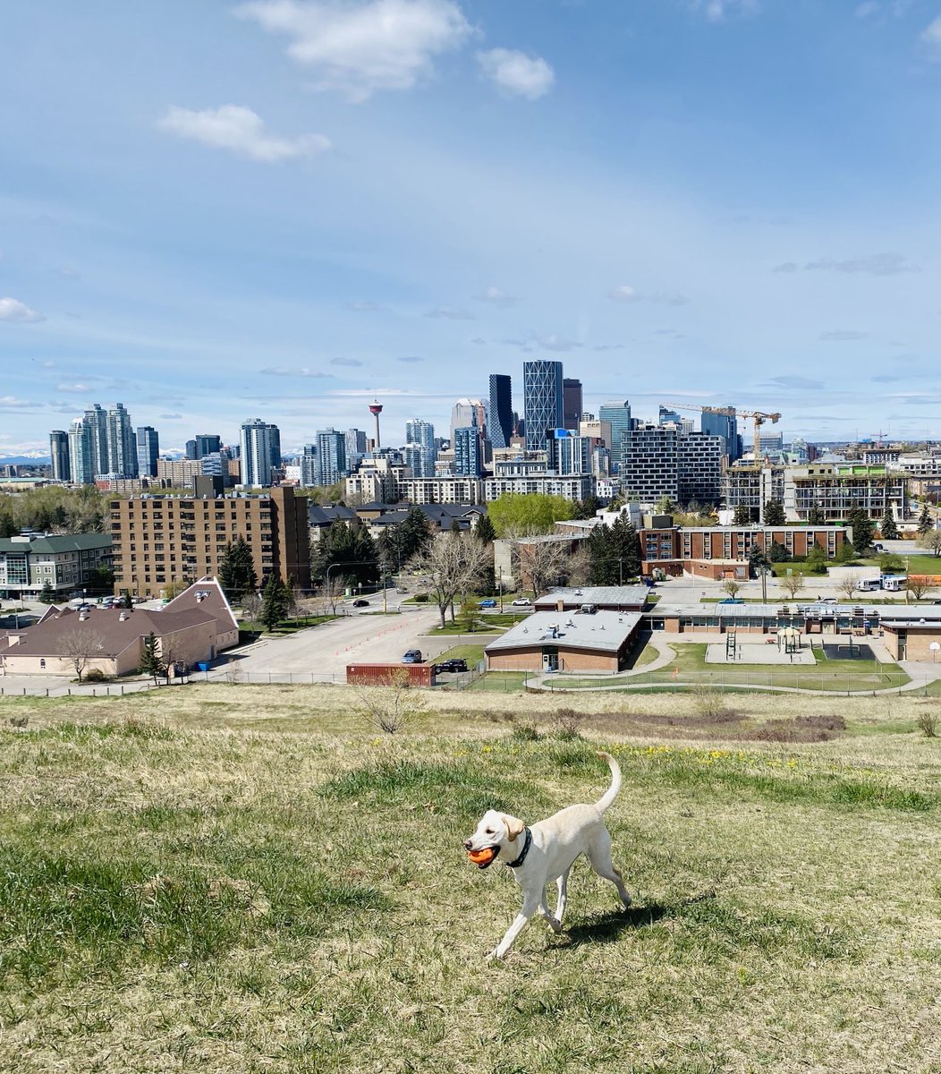 Calgary looking pretty exceptional this morning and this pup loves herself some time at Tom Campbell Hill. #yyc #puppylife
