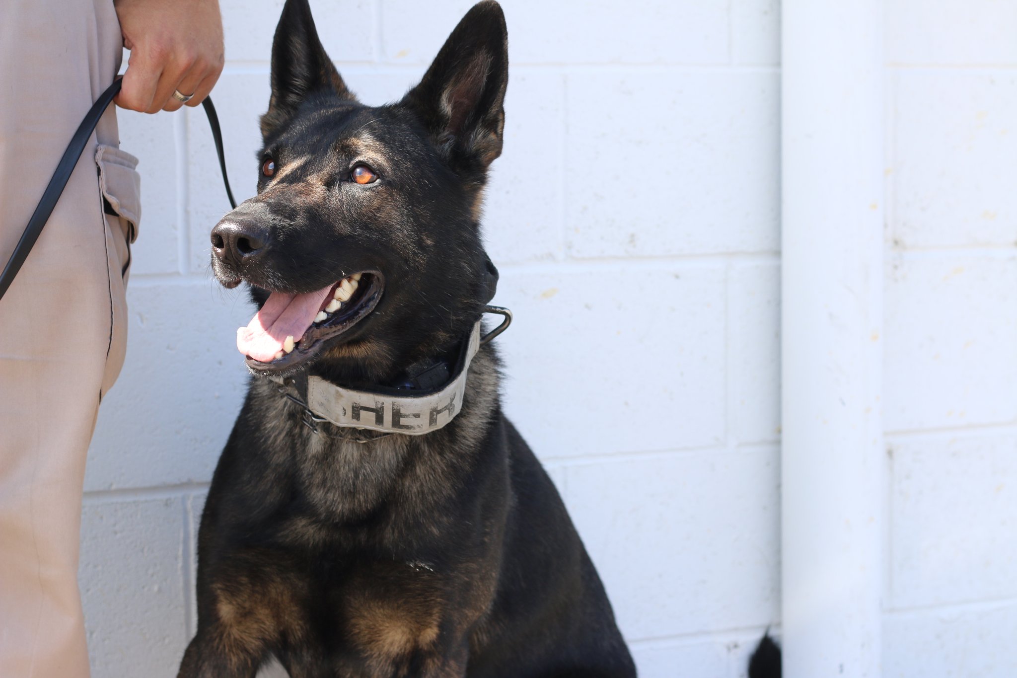 Skidds k9 sales