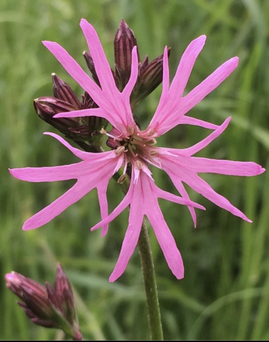 Ragged Robin - Silene flos-cuculi  #wildflowerHour #PinkFamily @Wildflower_hour @BSBIbotany