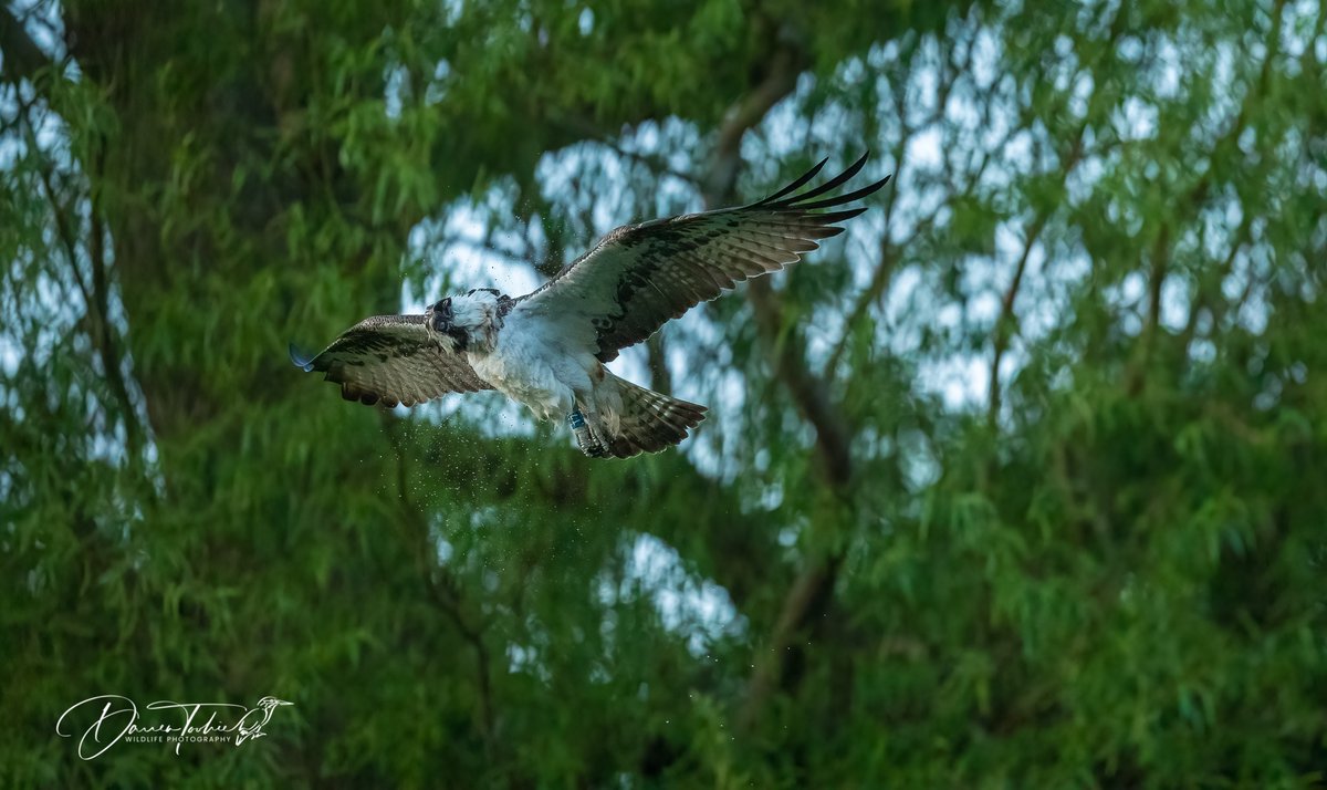 Osprey from Horn Mill at Rutland