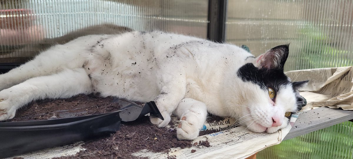 Sir_Sidney_Cat's tweet photo. Apparently the seed tray isn't for sleeping in! https://t.co/ZMlWioC2Ox