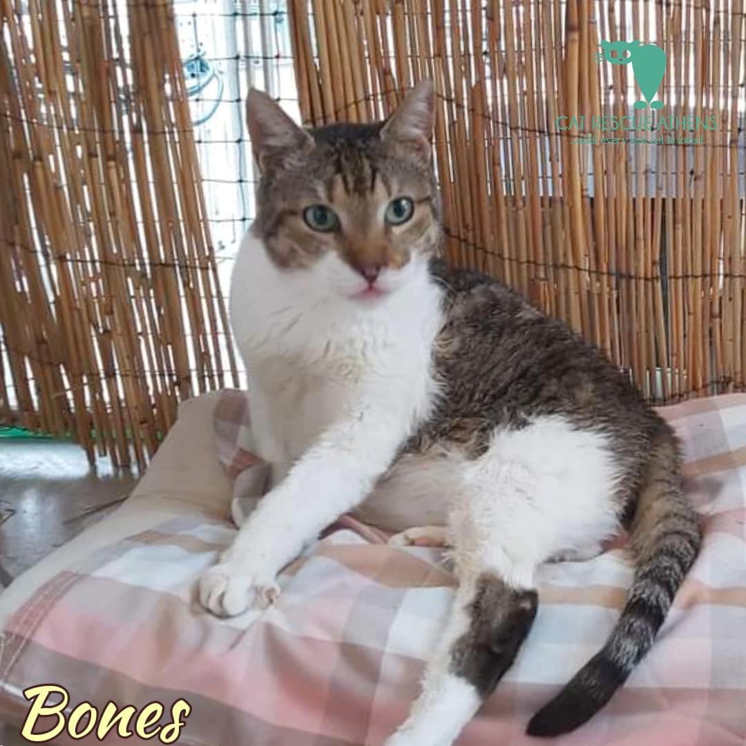 Cat Rescue Athens tweet media