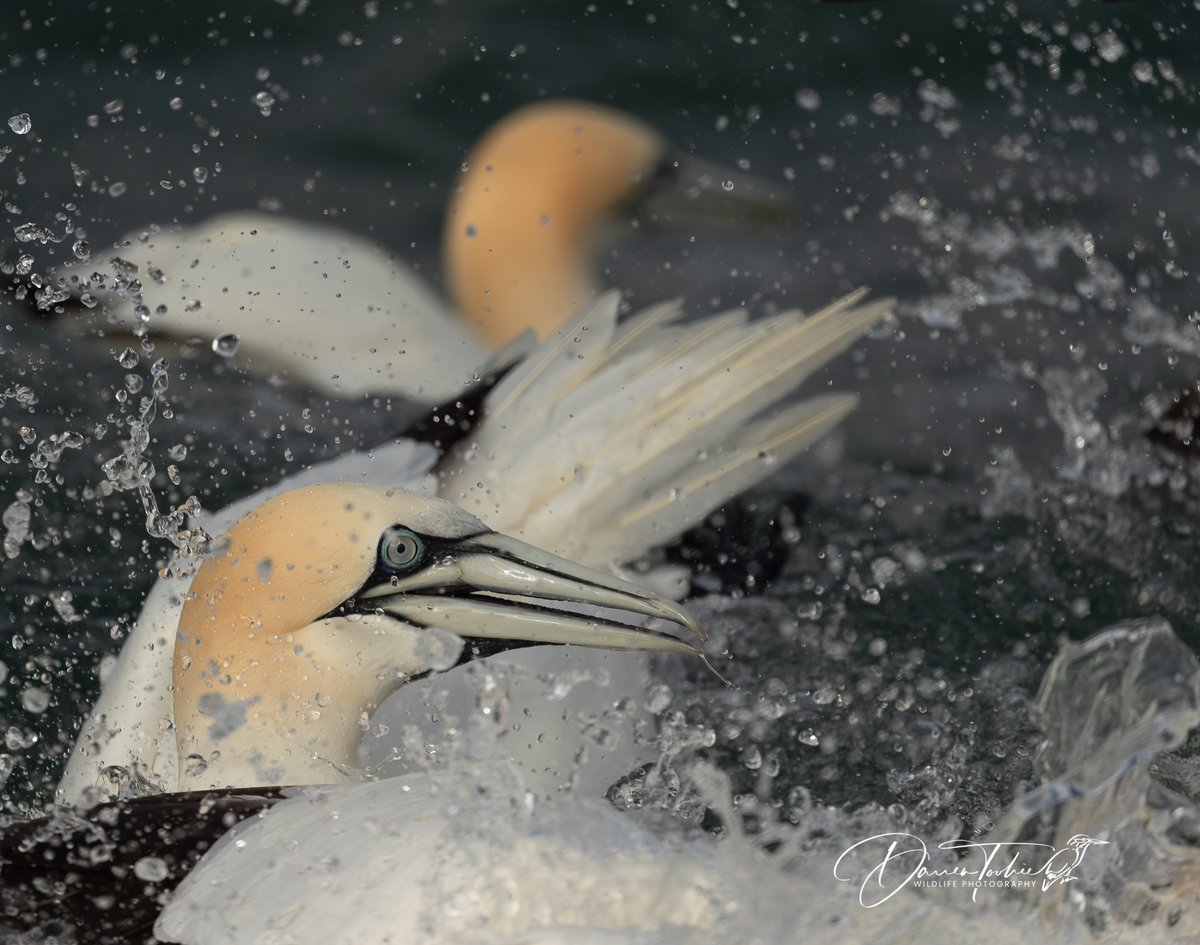 Gannets from RSPB Bempton Cliffs