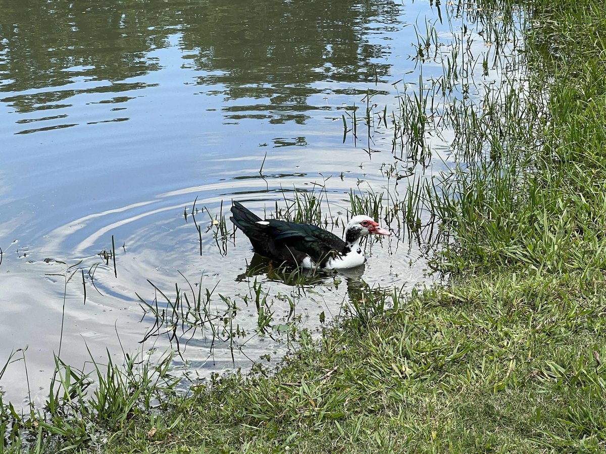 InTheParkHTX's tweet photo. Even the ducks know we are having an amazing time at Cigna Sunday in the Park! #intheparkhtx https://t.co/uC6DXYeGhX