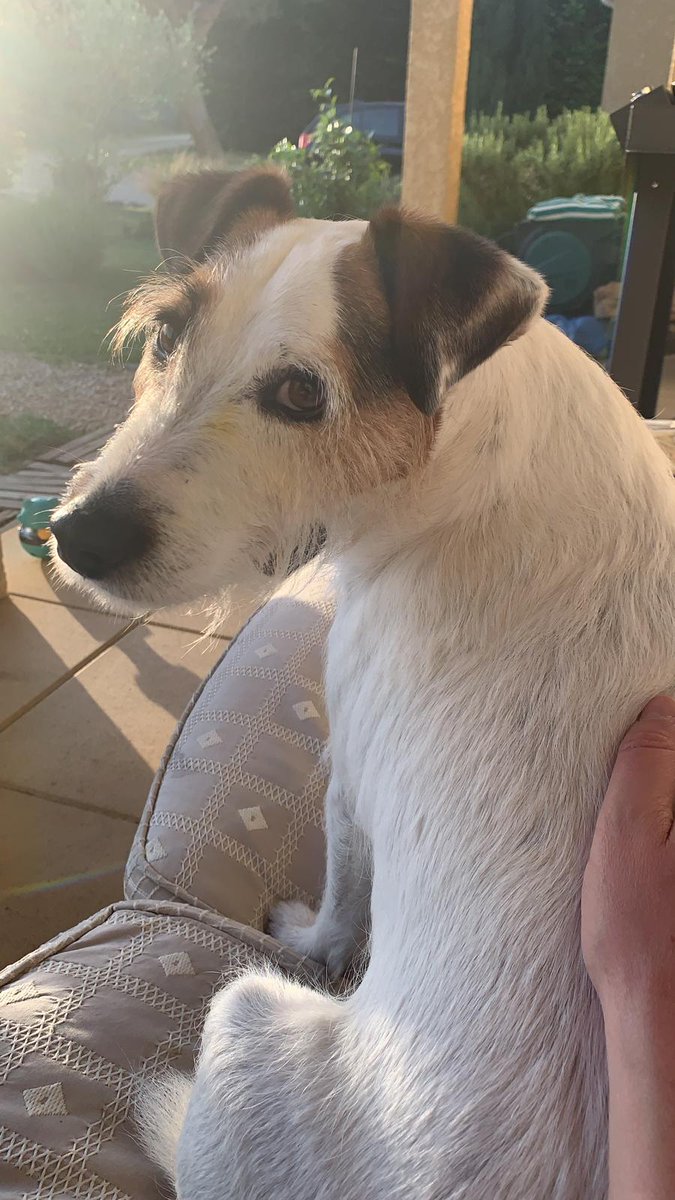 Have a sunny, soulful/soupful Sunday!
#DogsofTwittter