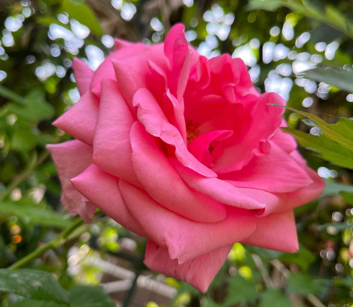 Nicoletta Luppi tweet media