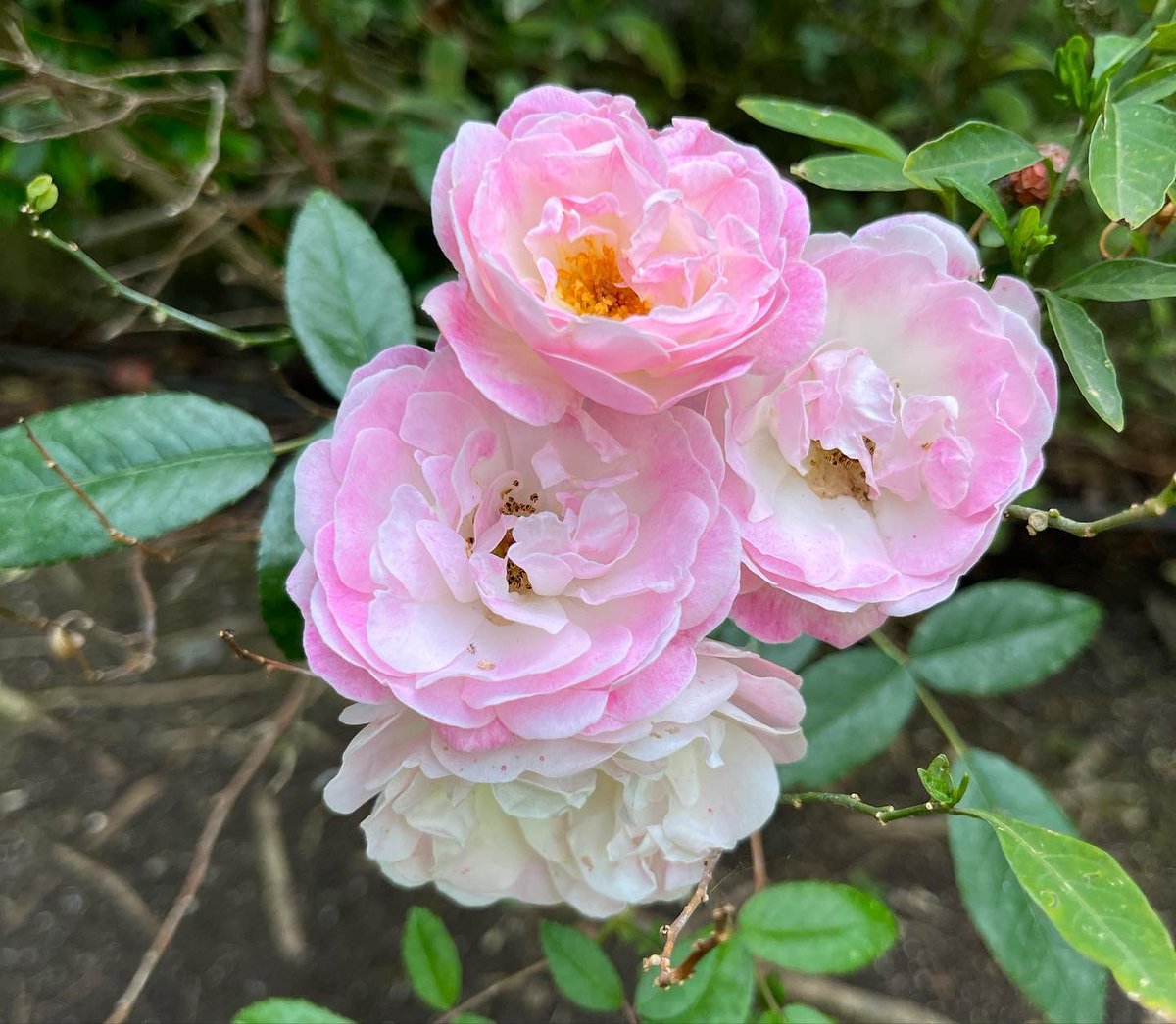 Nicoletta Luppi tweet media