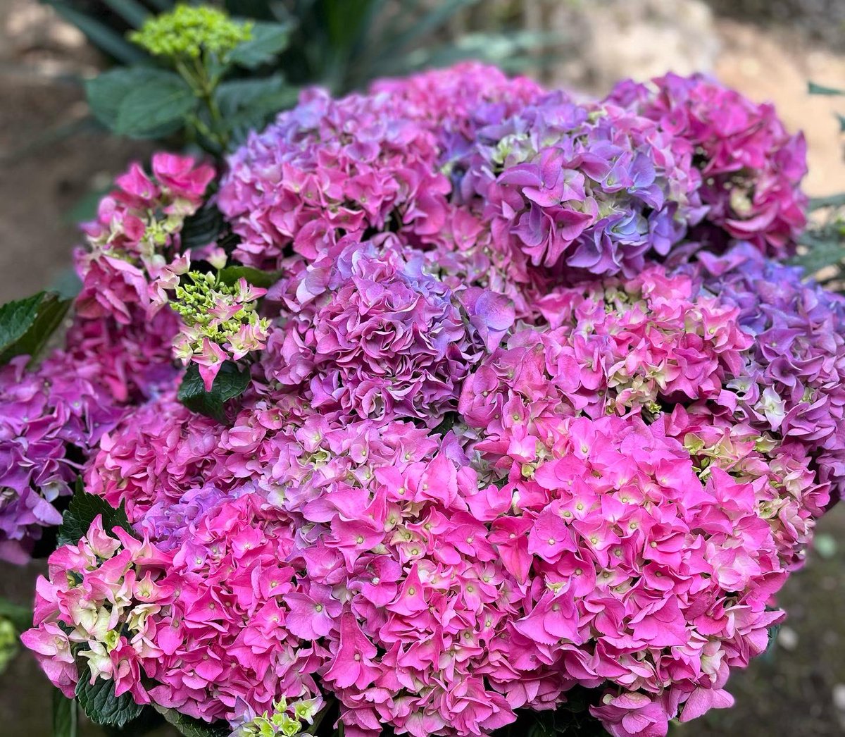 Nicoletta Luppi tweet media