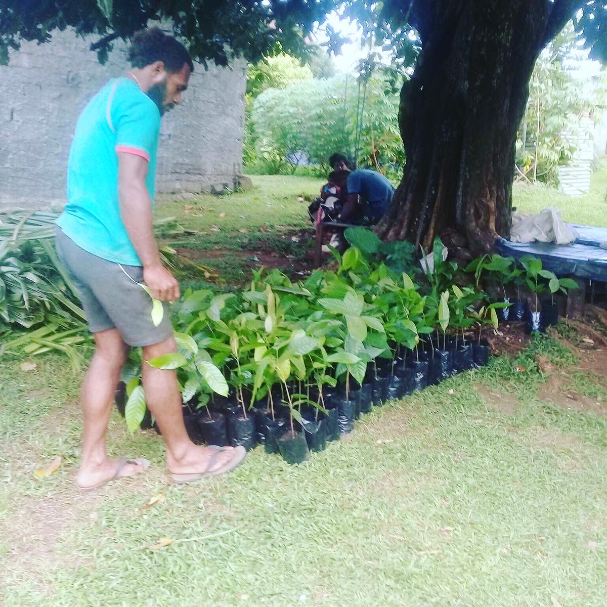 Cocoa seedling delivery day to promote the  “Cocoa Acceleration Program” in collaboration with MPI . We need massive new planting to reach our goal of meeting 100 Metric Tonne exports globally .

#cocoaaccelerationfiji #cocoarevivalfiji #fijicacao #fijicocoa