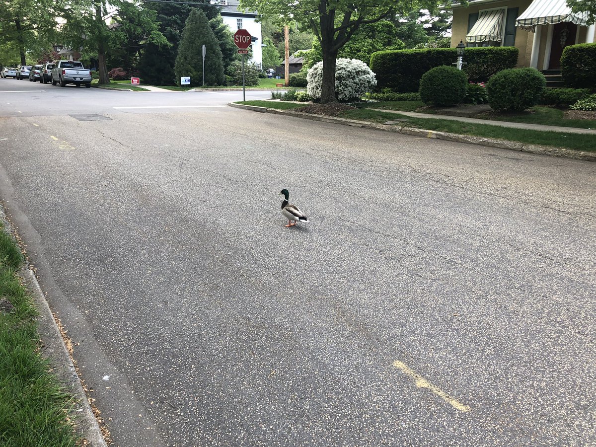 bfulton1's tweet photo. Too much bonding. I walked up to him and almost had to kick him out of the street. ๐ฆmaybe #Quackerday will trend now. https://t.co/Gbr51ERN03