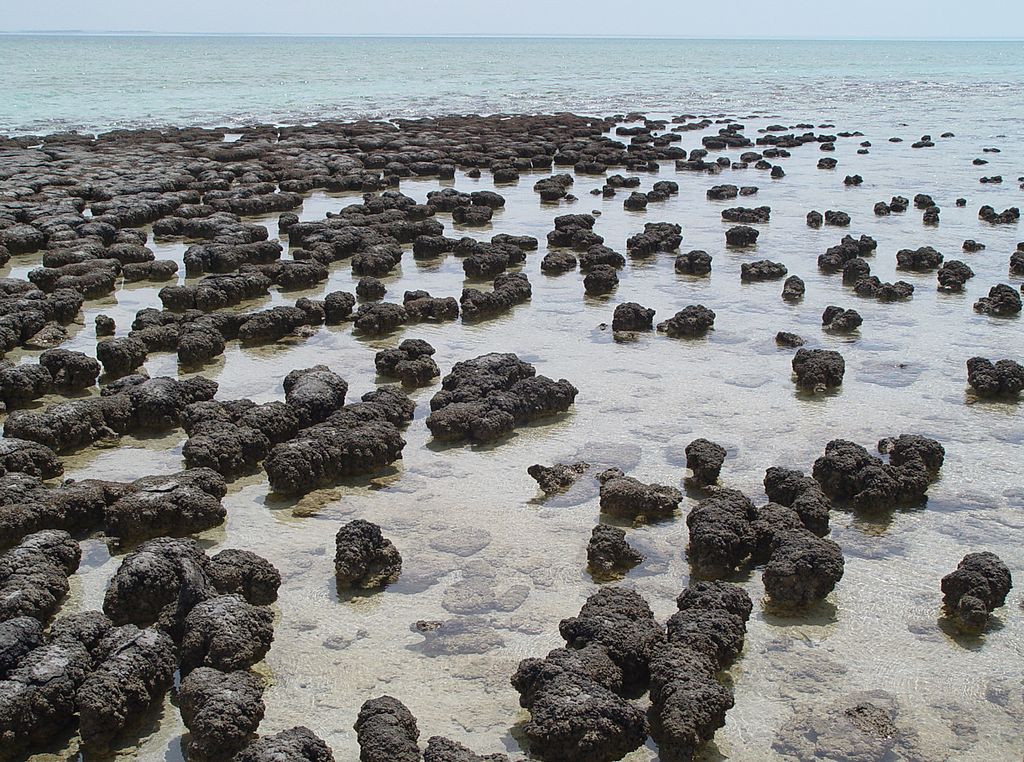 History_Earth_'s tweet photo. 3 billion years ago: stromatolites colonized the shallow coasts of the first continent, becoming the dominant lifeform for the next billion years, building up entire carbonate platforms 🦠 https://t.co/KxHO1FBGt1