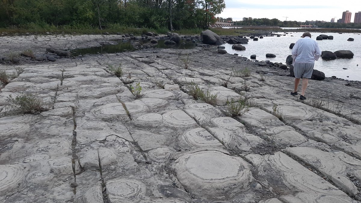 History_Earth_'s tweet photo. 3 billion years ago: stromatolites colonized the shallow coasts of the first continent, becoming the dominant lifeform for the next billion years, building up entire carbonate platforms 🦠 https://t.co/KxHO1FBGt1
