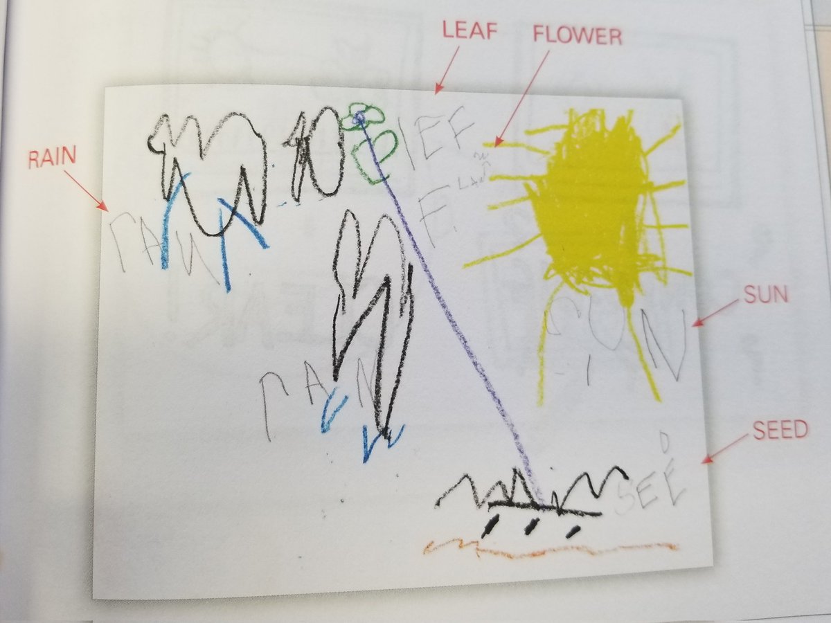 MichelleSRead2's tweet photo. I used "label your pictures" with my stdnts. B/C most require hand/hand, I first allowed them to cut/paste the parts of the plant/environment, then they attmptd to write them out. I also used a simple pic for them to color.
#SWGADemonstratingMeaning
@JSerravallo
@LisaGilligan4 https://t.co/uaoieTt9tR