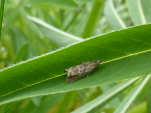 phil1cadman's tweet photo. Could this be a 49.3130 Dichrorampha acuminatana (Sharp-winged Drill), any help appreciated https://t.co/IXowUMwhpF