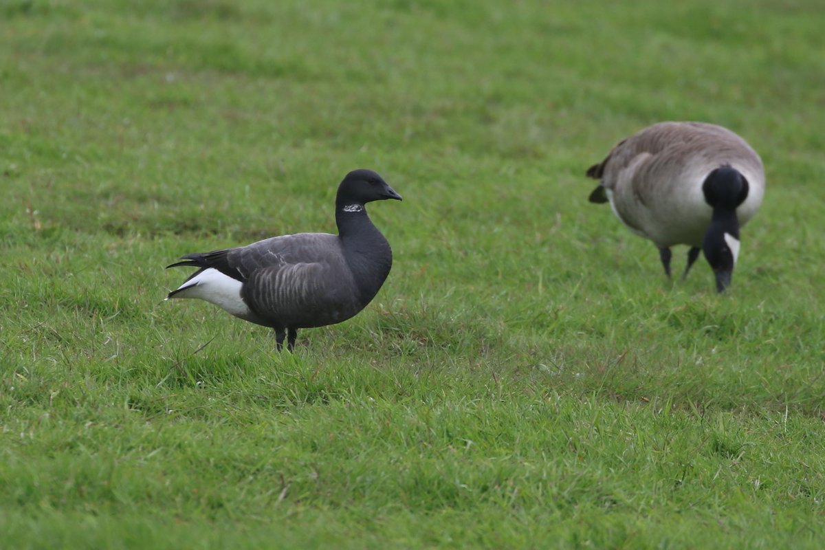 pilning's tweet photo. Afternoon trip to see the DB Brent and 2 Avocets (ahem, county first for me) at Whixall Floods. Also male Mandarin etc. Avocets later gone after someone was seen trespassing on the reserve. Argent &amp; Sable on the moss in brief visit. https://t.co/gmiA01b0mx