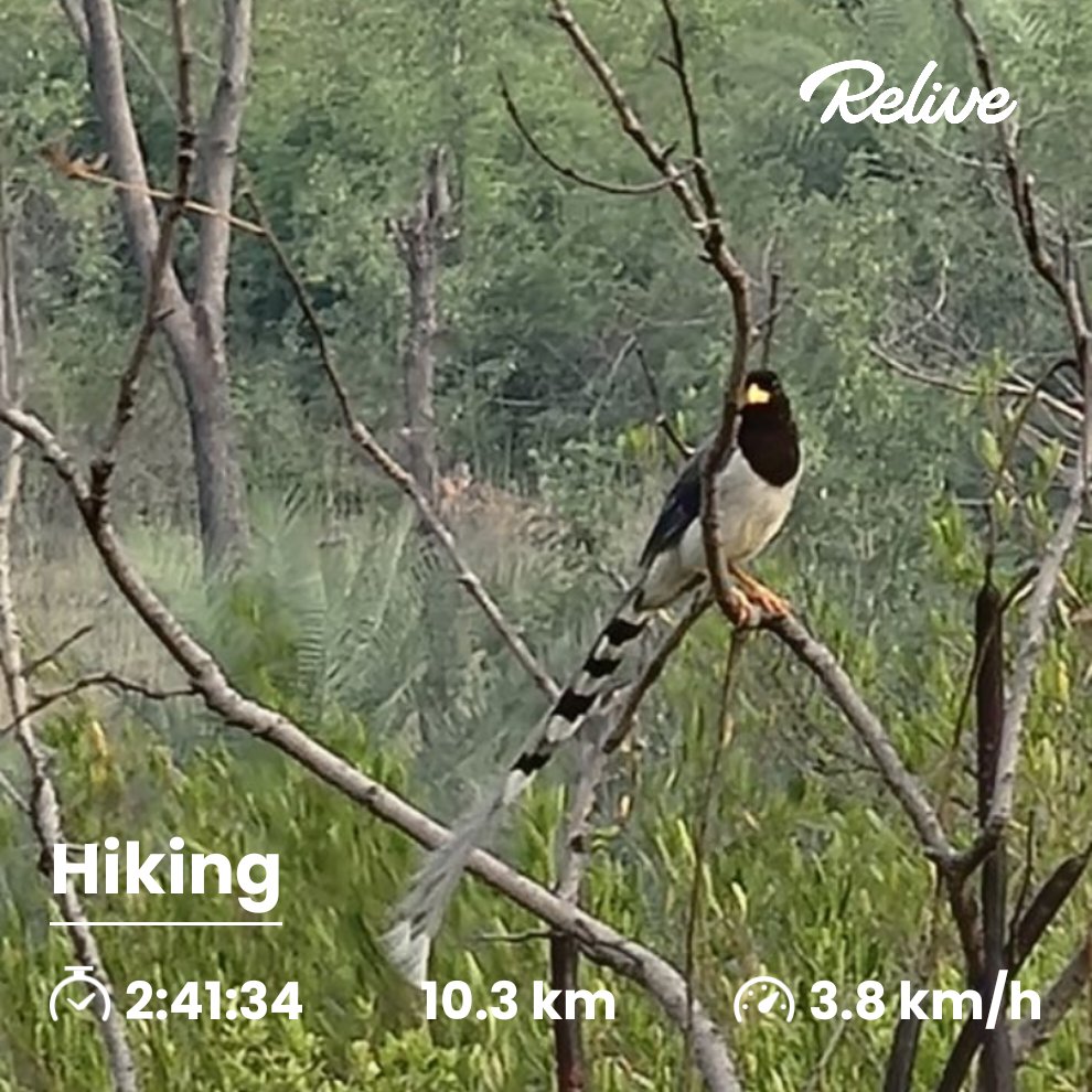 jzee62's tweet photo. A yellow billed magpie
#hiking #birds #birdsofpakistan #birdsofislamabad #margallahillsnationalpark https://t.co/Bp1ng7dgKP