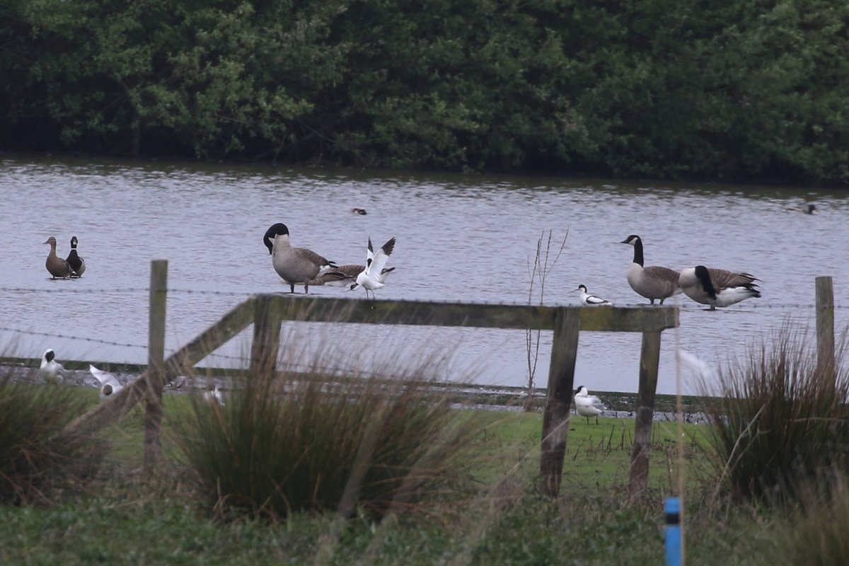 pilning's tweet photo. Afternoon trip to see the DB Brent and 2 Avocets (ahem, county first for me) at Whixall Floods. Also male Mandarin etc. Avocets later gone after someone was seen trespassing on the reserve. Argent &amp; Sable on the moss in brief visit. https://t.co/gmiA01b0mx