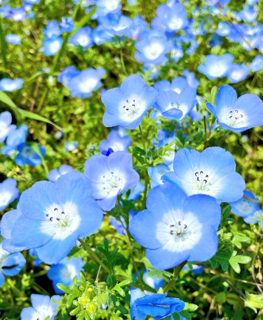 鼻高展望花の丘 Twitter Search Twitter