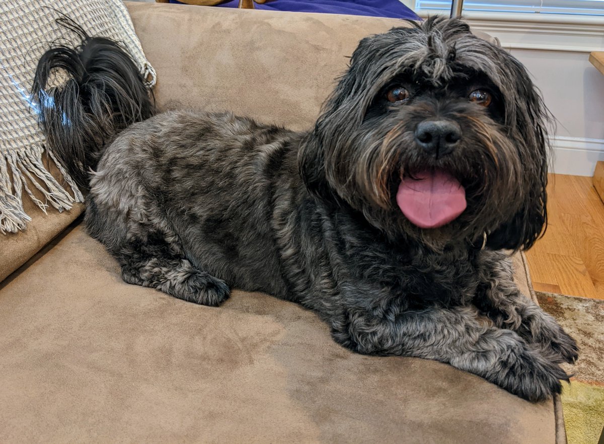 jmazella's tweet photo. @hotdogsladies Buffy wanted me to let you know she liked the very special episode of @RecDiffs , even though @siracusa thinks she isn't sufficiently dog shaped. https://t.co/hbk2dl2ffE