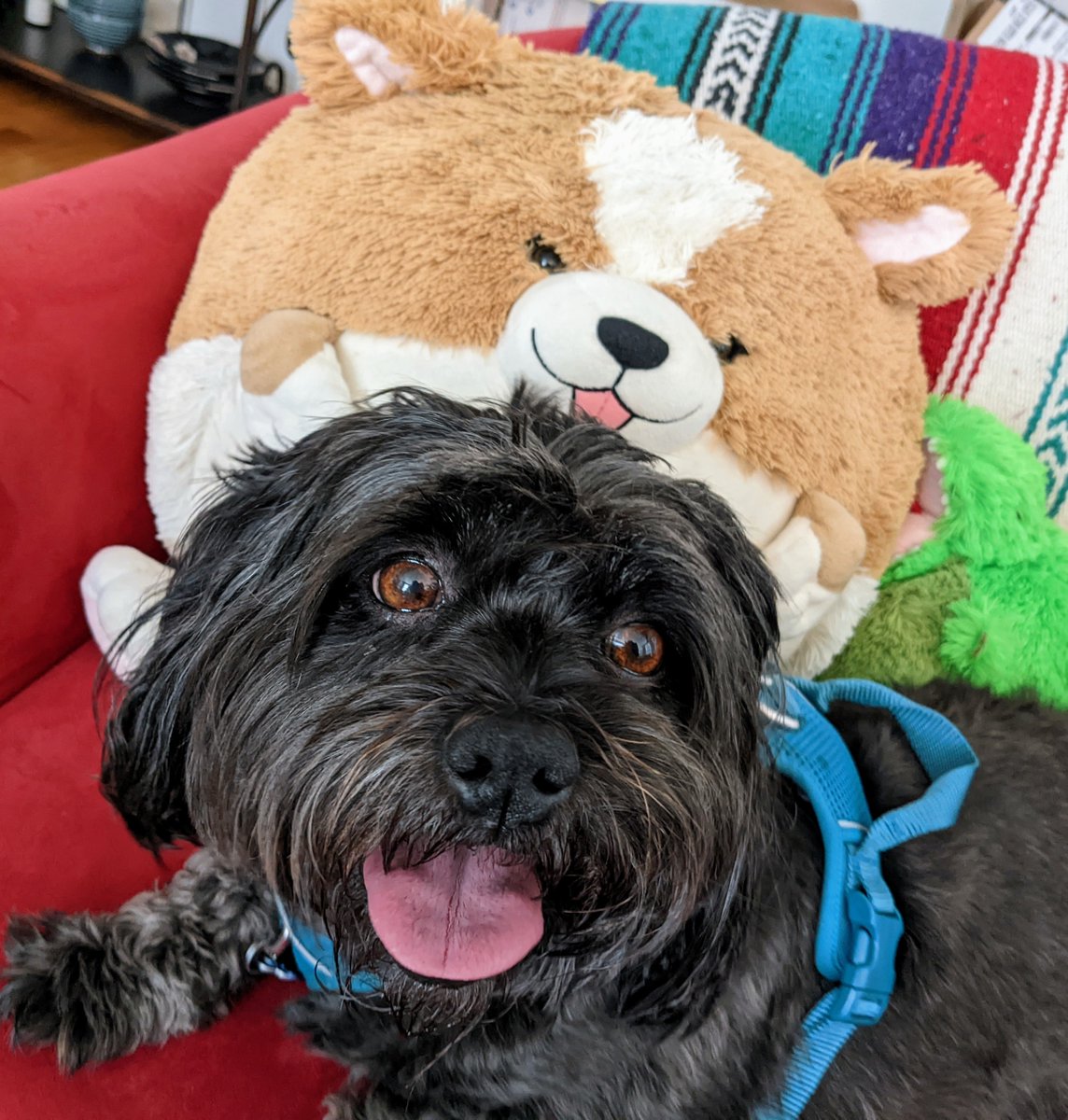 jmazella's tweet photo. @hotdogsladies Buffy wanted me to let you know she liked the very special episode of @RecDiffs , even though @siracusa thinks she isn't sufficiently dog shaped. https://t.co/hbk2dl2ffE